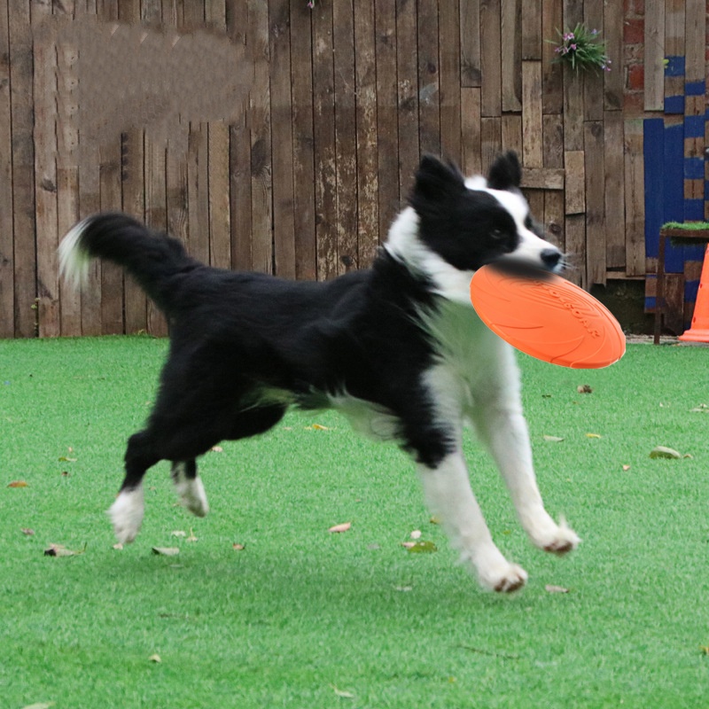 Interactive Silicone Flying Sa - Flying Disc Dog Training Toy 评论和价格