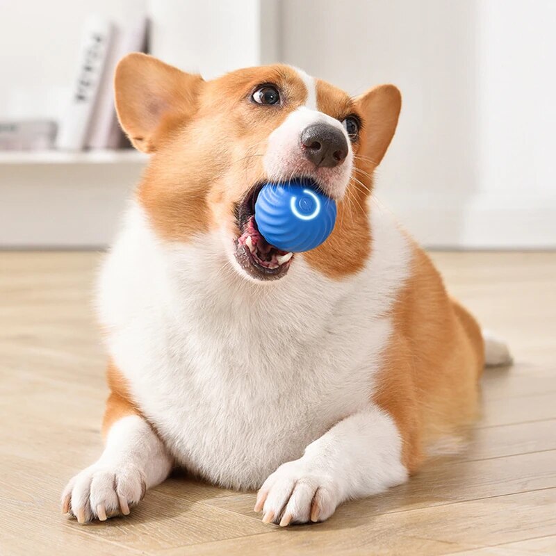 Dog Toys Intelligent Gravity J - Suction Cup Dog Tug Toy 评论和价格